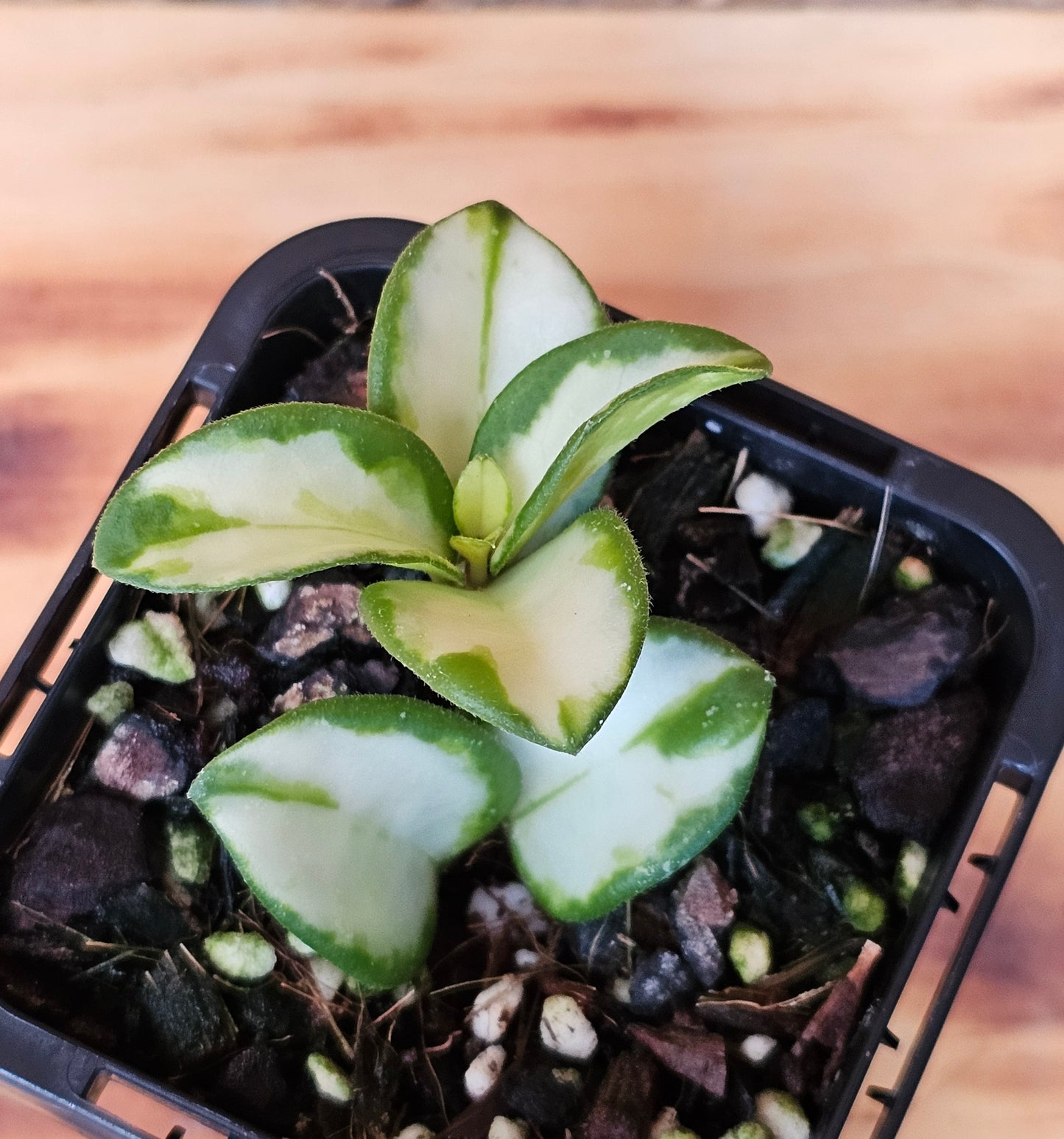 🪴✨️ Hoya mathilde Variegated ✨️🪴