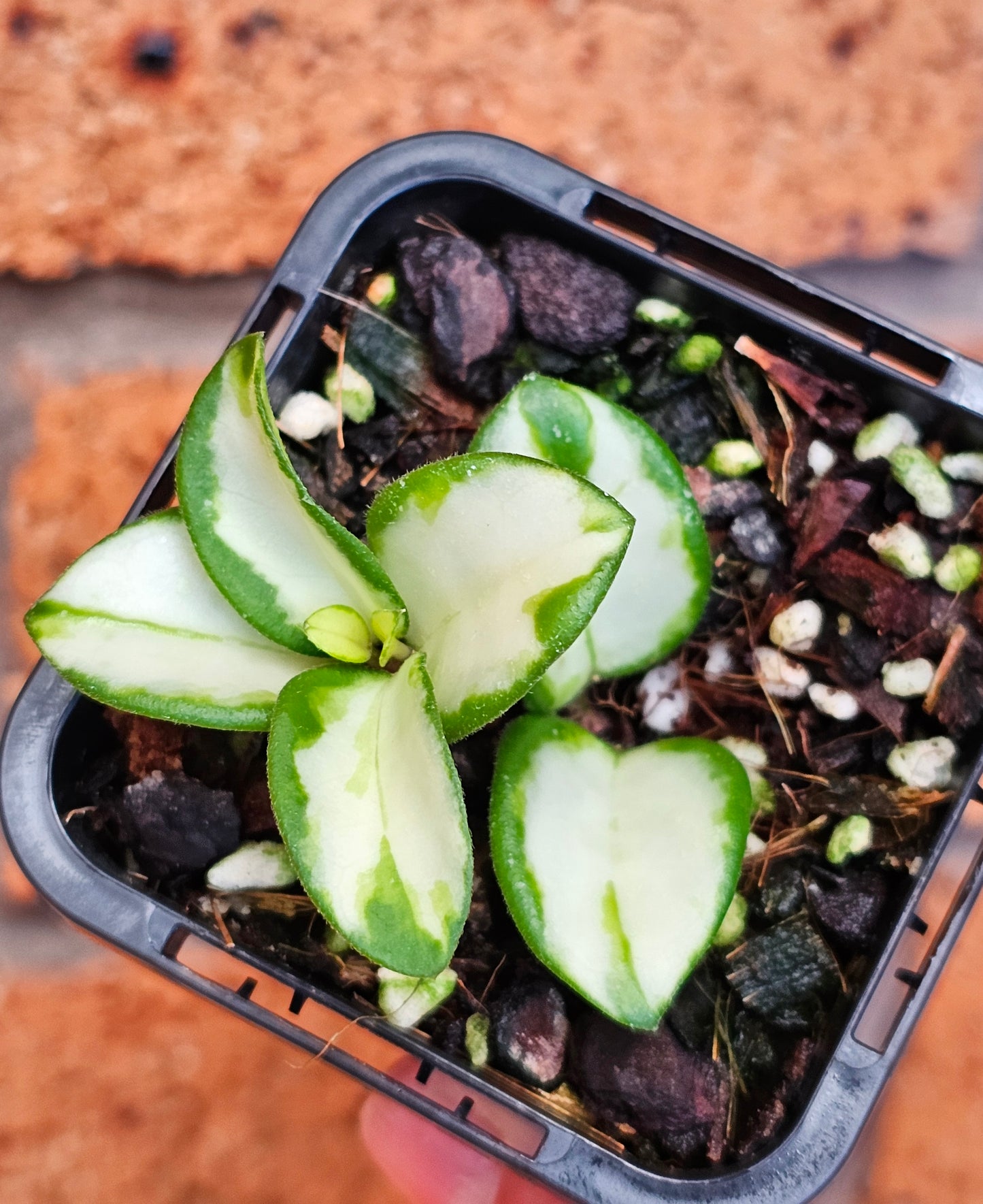 🪴✨️ Hoya mathilde Variegated ✨️🪴