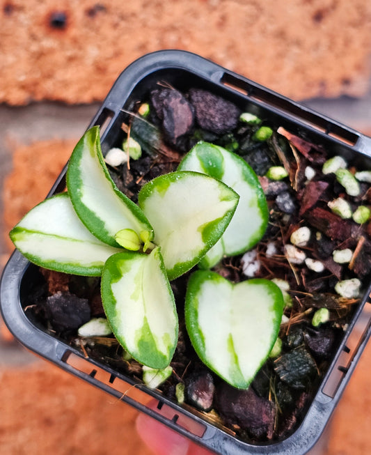 🪴✨️ Hoya mathilde Variegated ✨️🪴