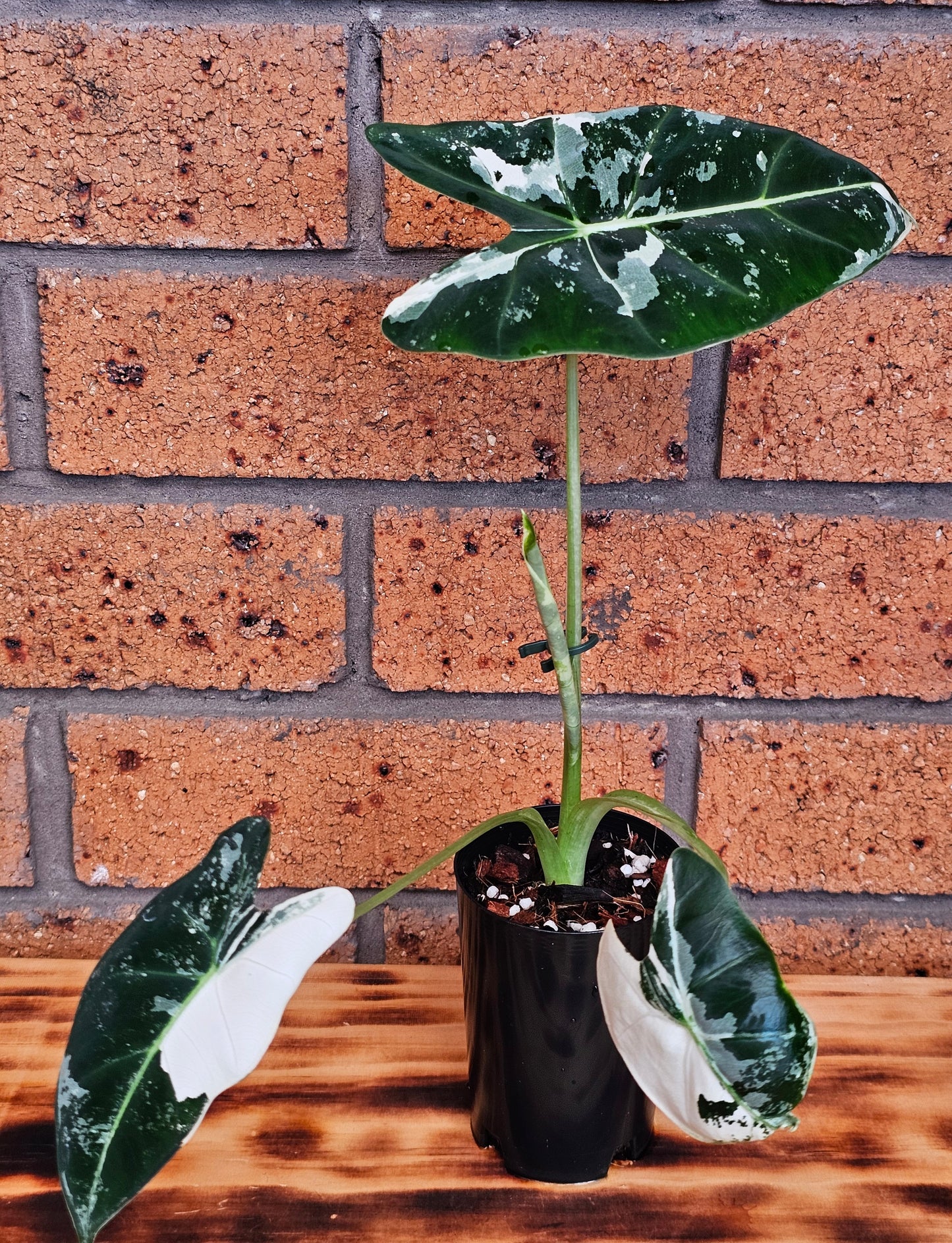 🪴Alocasia frydek  'Variegated'🪴