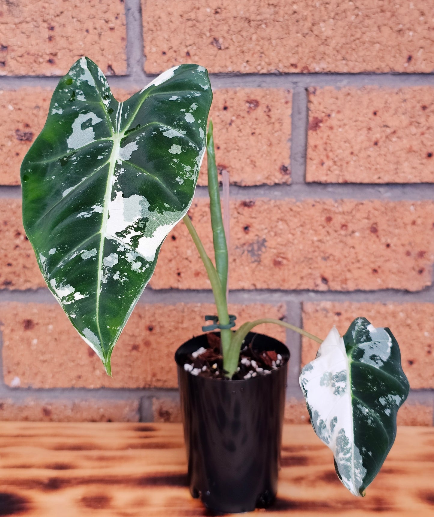 🪴Alocasia frydek  'Variegated'🪴
