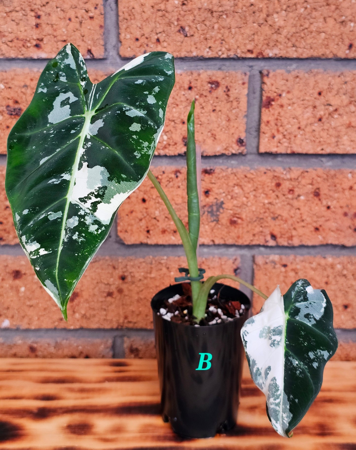 🪴Alocasia frydek  'Variegated'🪴