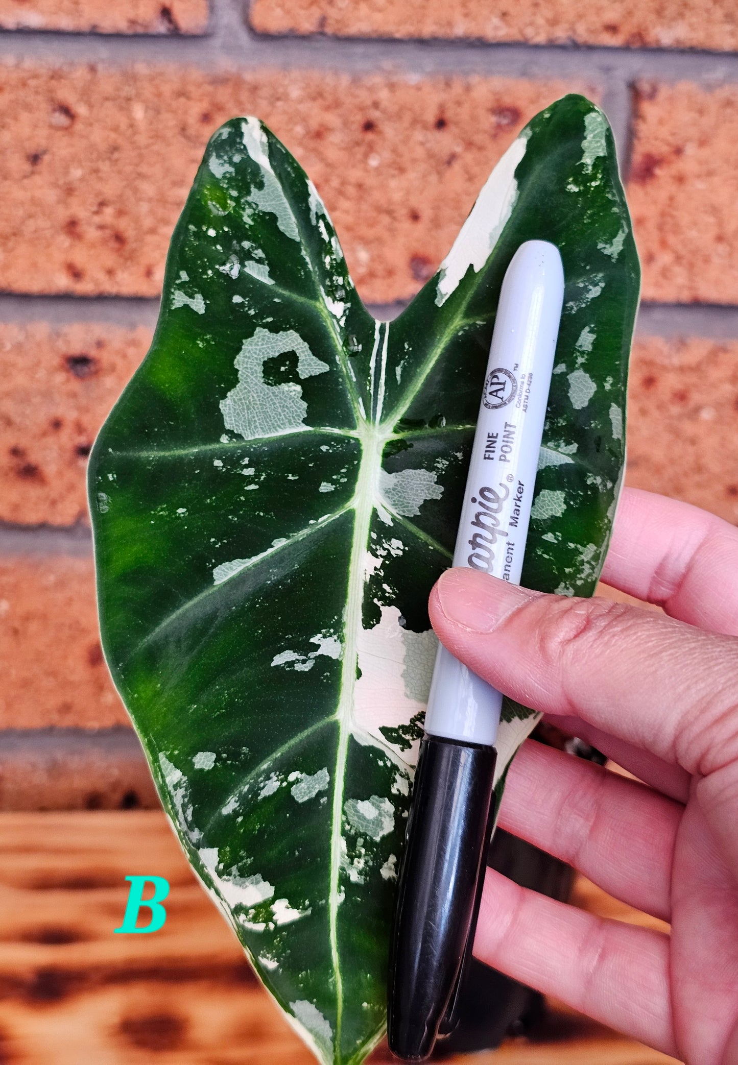 🪴Alocasia frydek  'Variegated'🪴