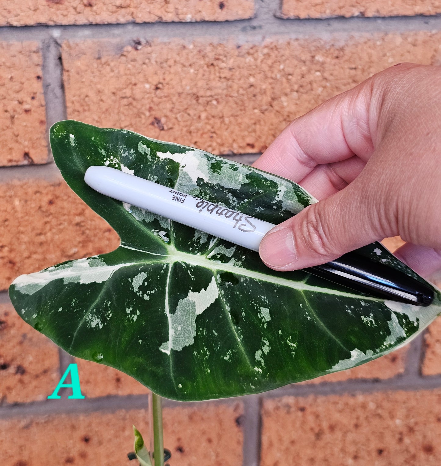 🪴Alocasia frydek  'Variegated'🪴