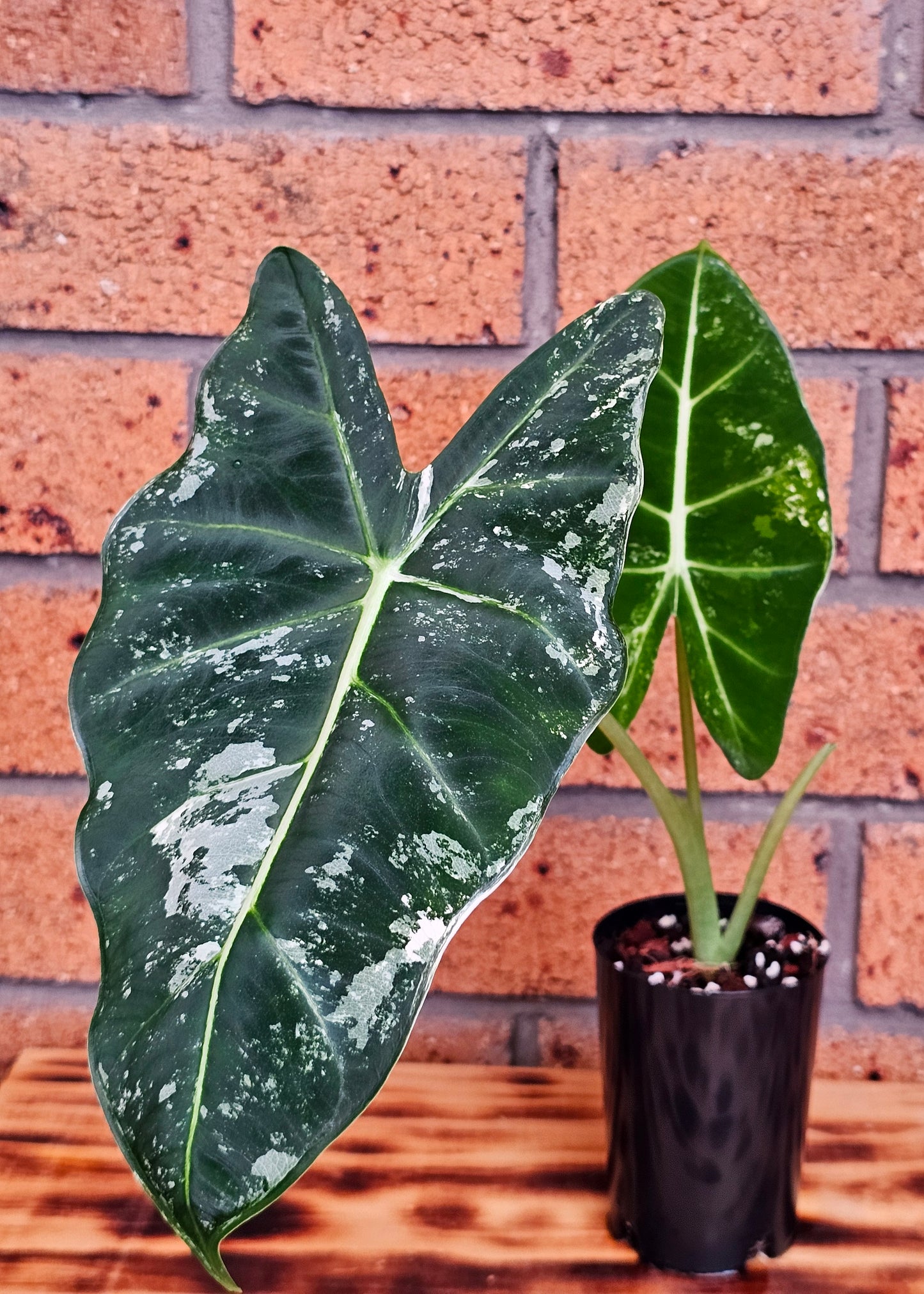 🪴Alocasia frydek  'Variegated'🪴