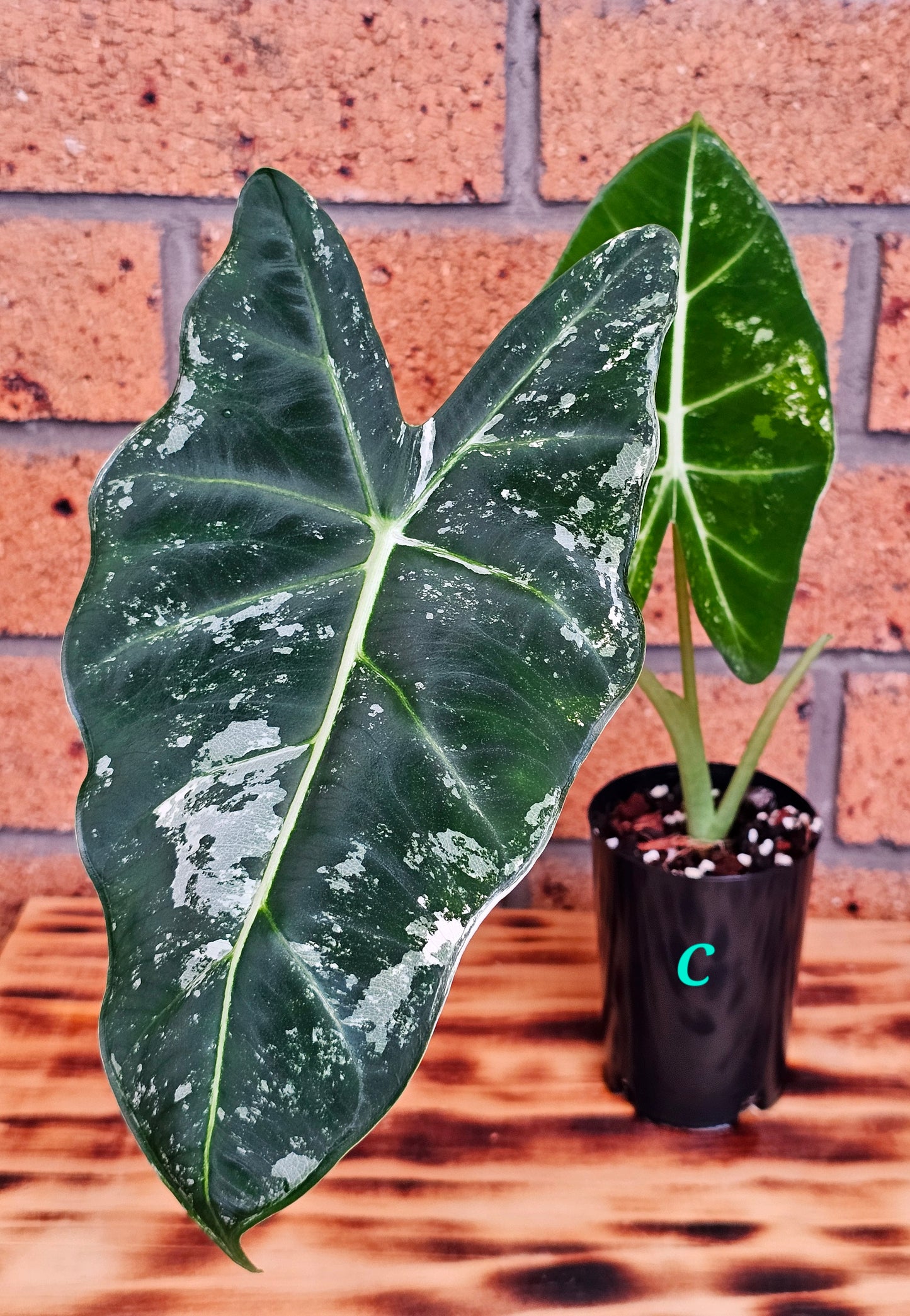 🪴Alocasia frydek  'Variegated'🪴