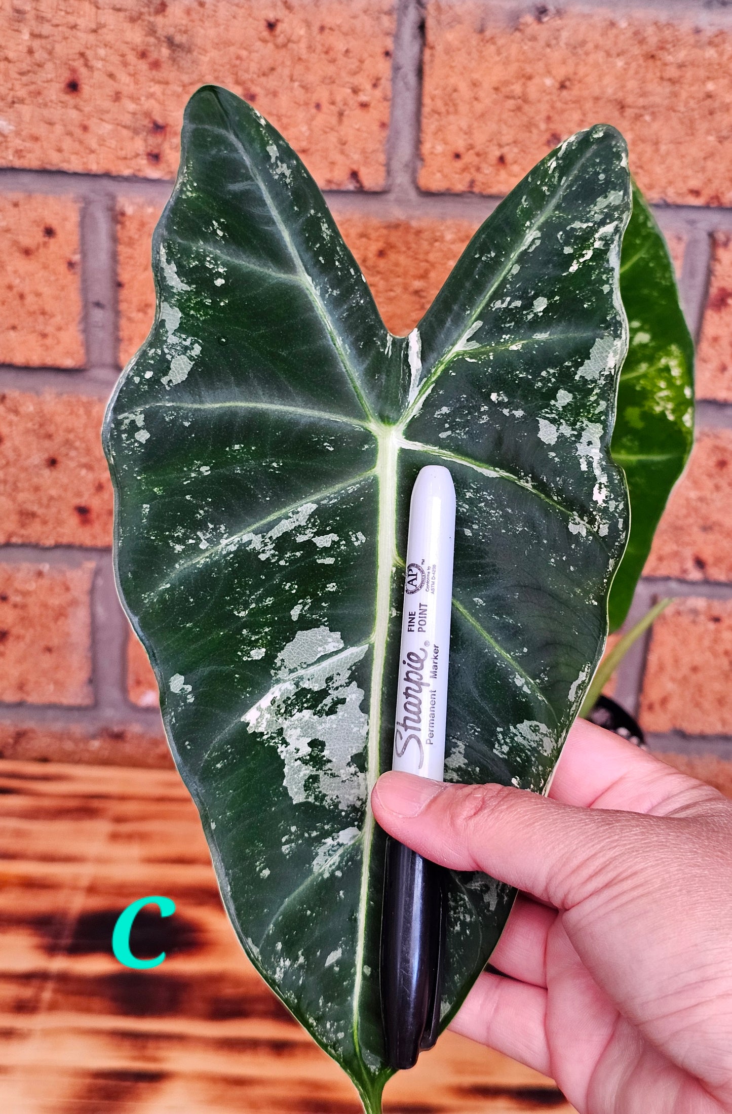 🪴Alocasia frydek  'Variegated'🪴