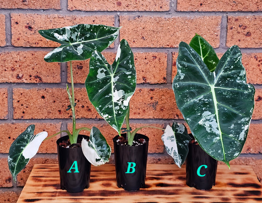 🪴Alocasia frydek  'Variegated'🪴