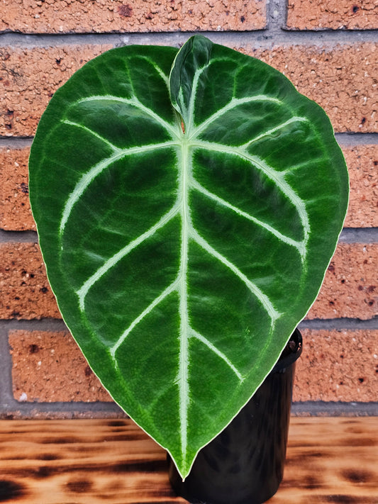 🪴Anthurium doroyaki x🪴