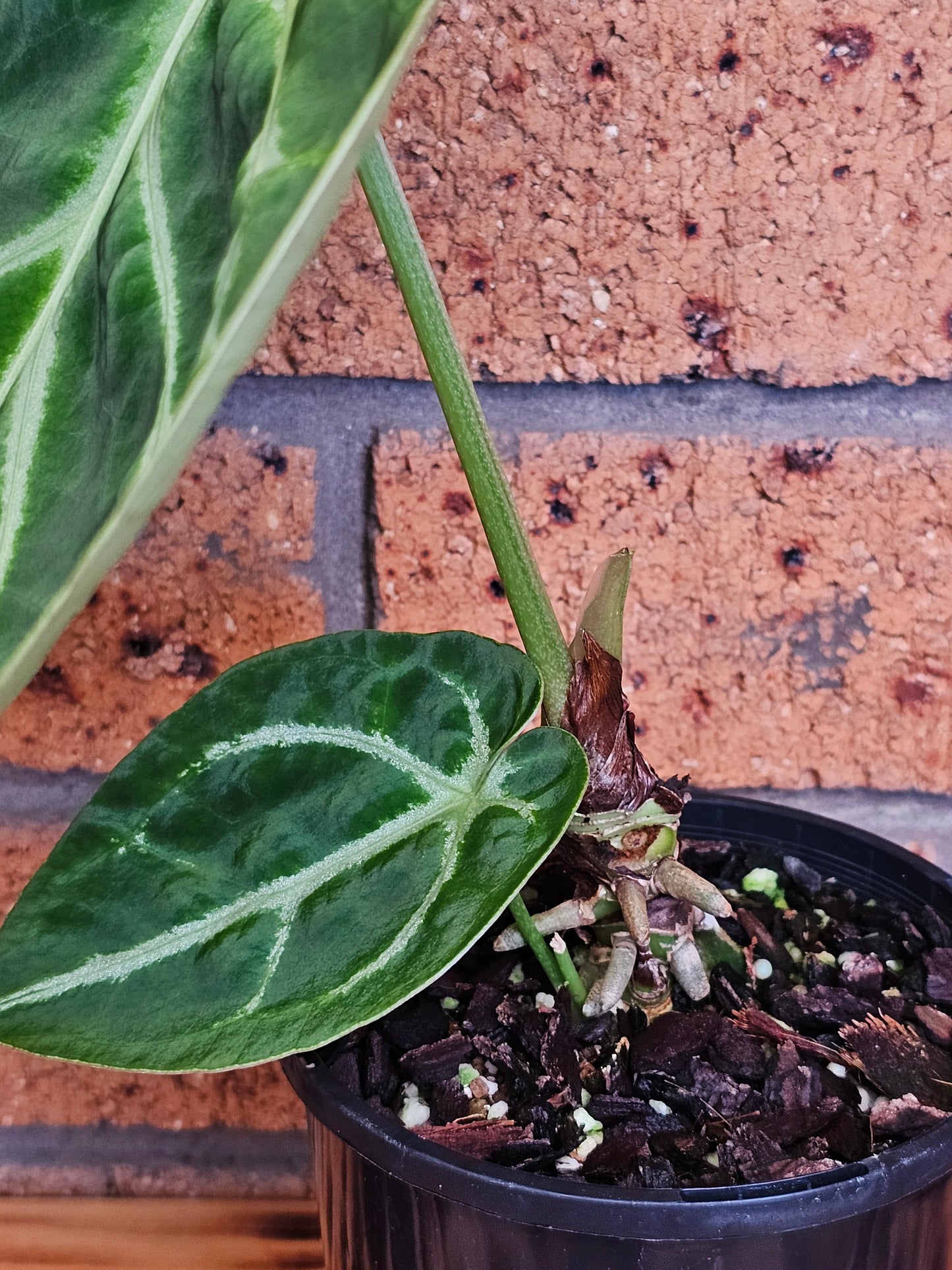 🪴Anthurium doroyaki x🪴