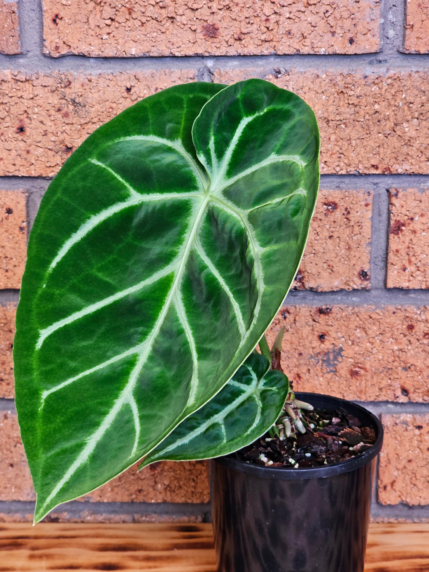 🪴Anthurium doroyaki x🪴