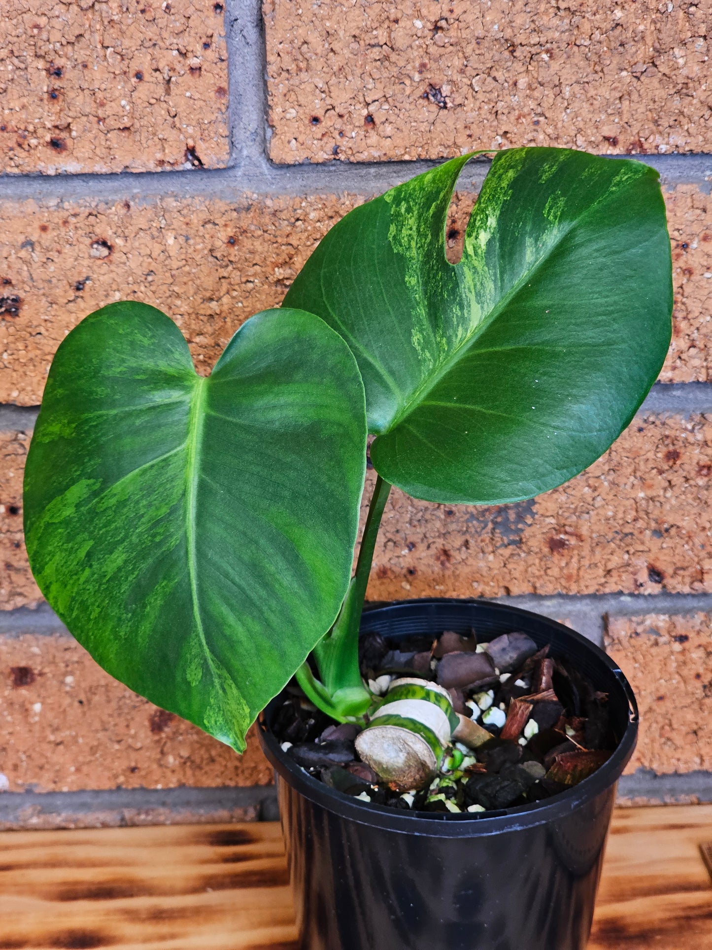 🪴💫 Monstera deliciosa 'Aurea' (Large Form)💫🪴