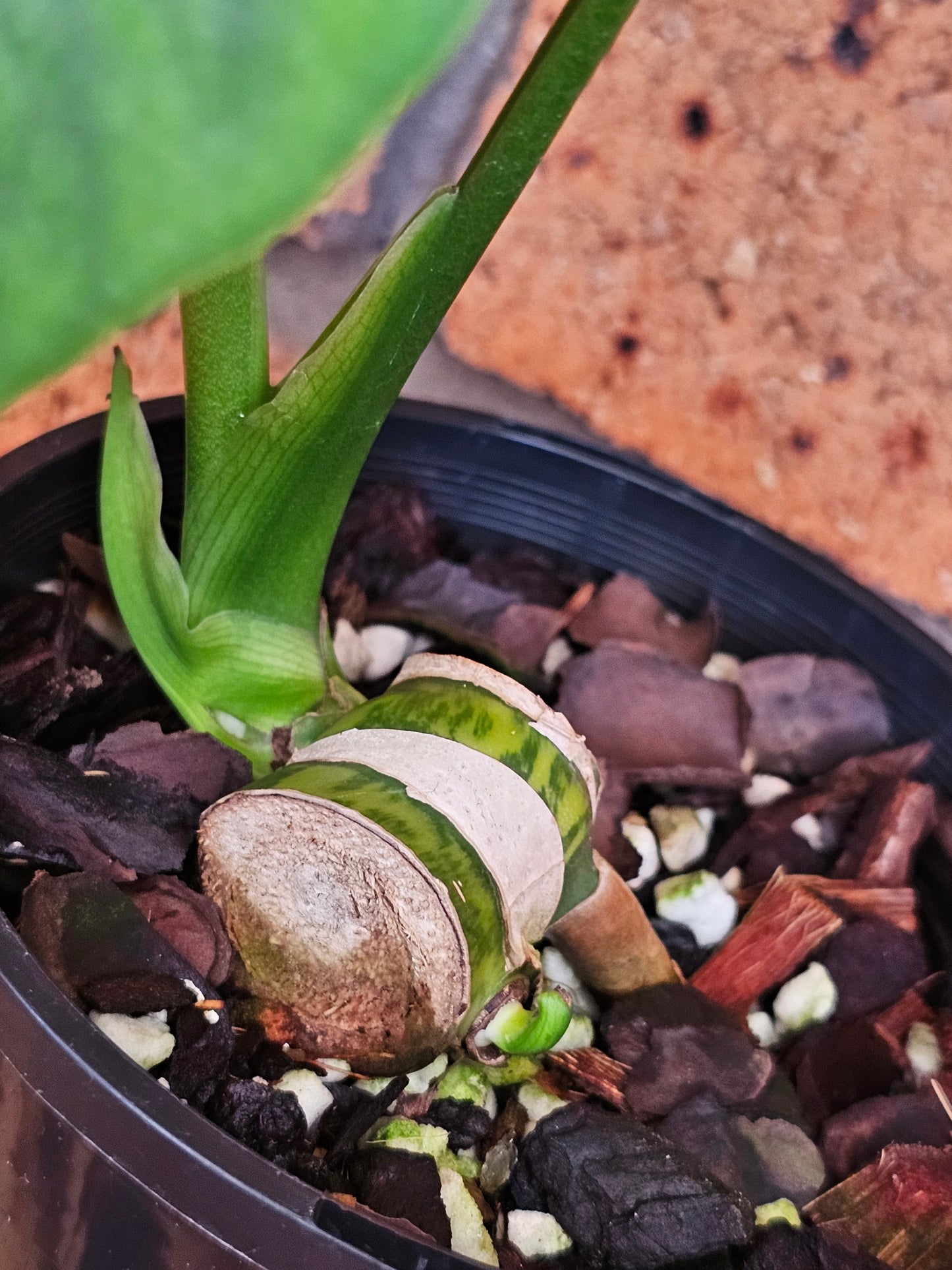 🪴💫 Monstera deliciosa 'Aurea' (Large Form)💫🪴
