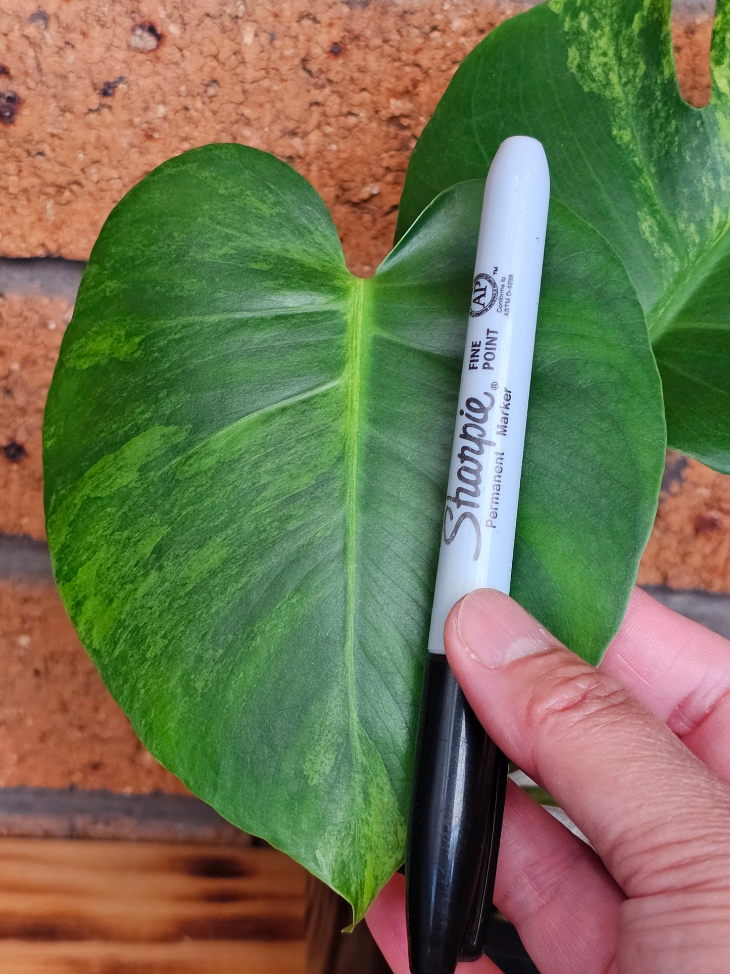 🪴💫 Monstera deliciosa 'Aurea' (Large Form)💫🪴