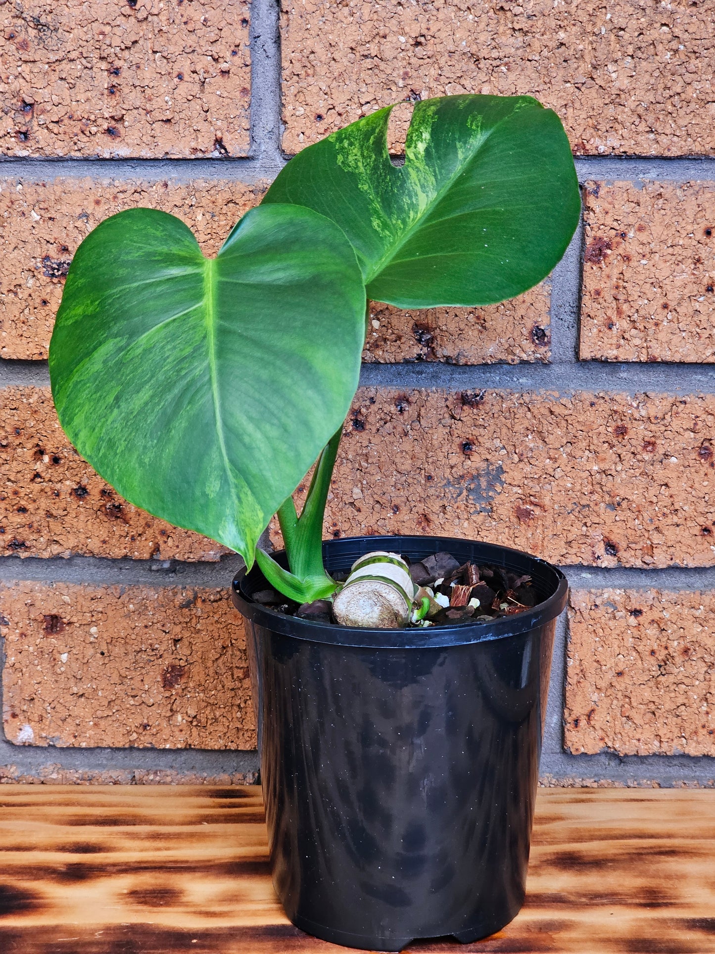 🪴💫 Monstera deliciosa 'Aurea' (Large Form)💫🪴