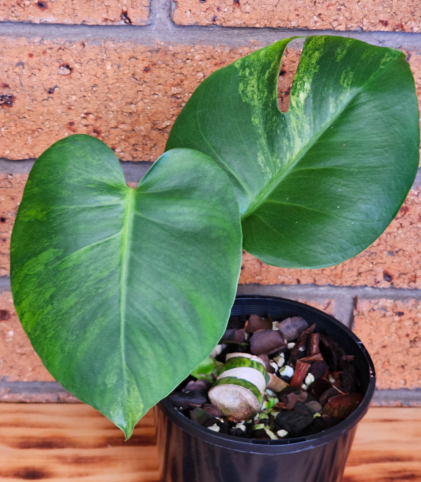 🪴💫 Monstera deliciosa 'Aurea' (Large Form)💫🪴