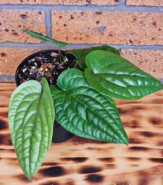 🪴 Anthurium radicans 🪴