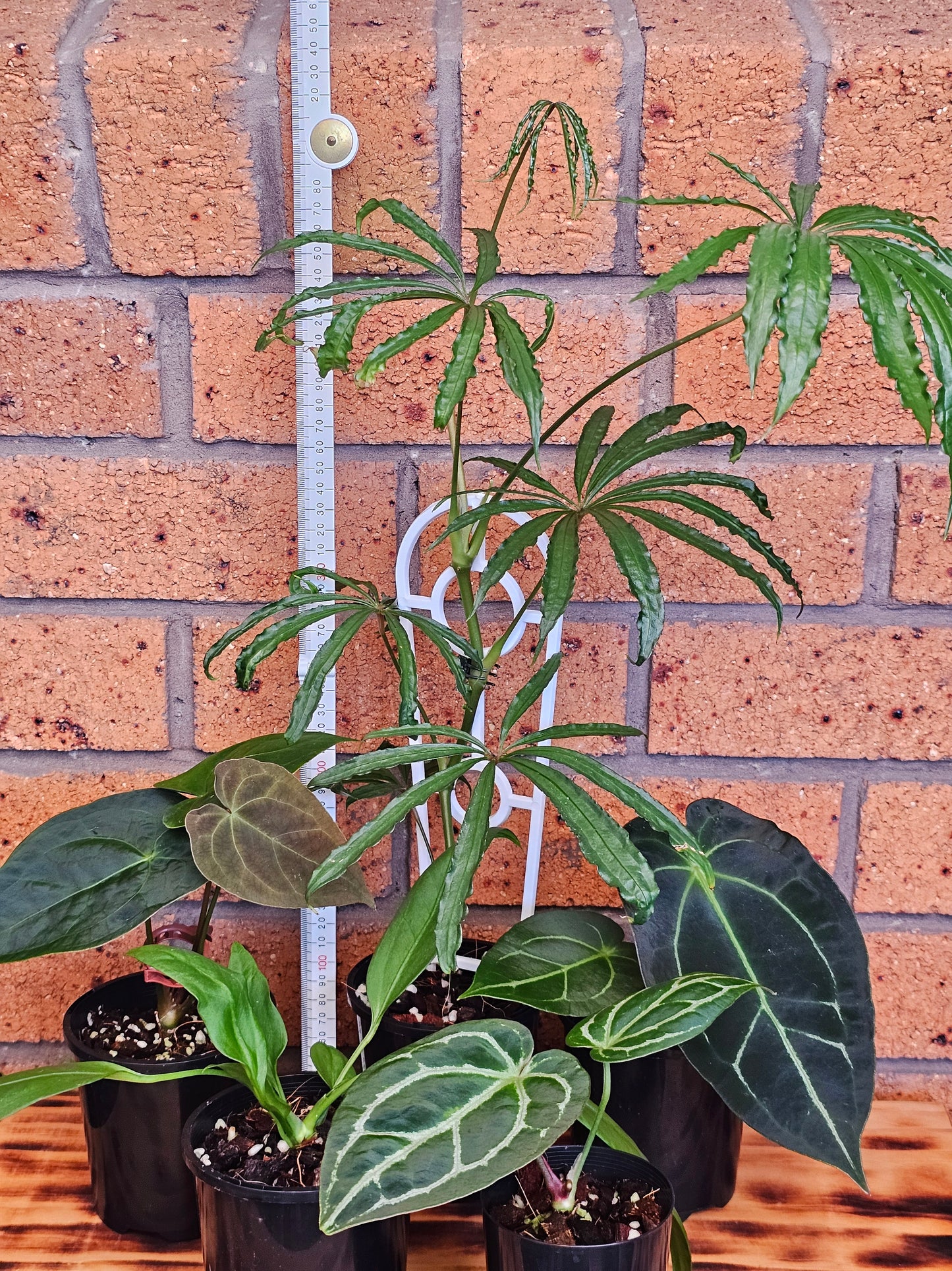 🪴 Anthurium Summer Bundle Pack 🪴 #1