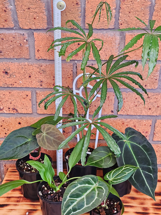 🪴 Anthurium Summer Bundle Pack 🪴 #1