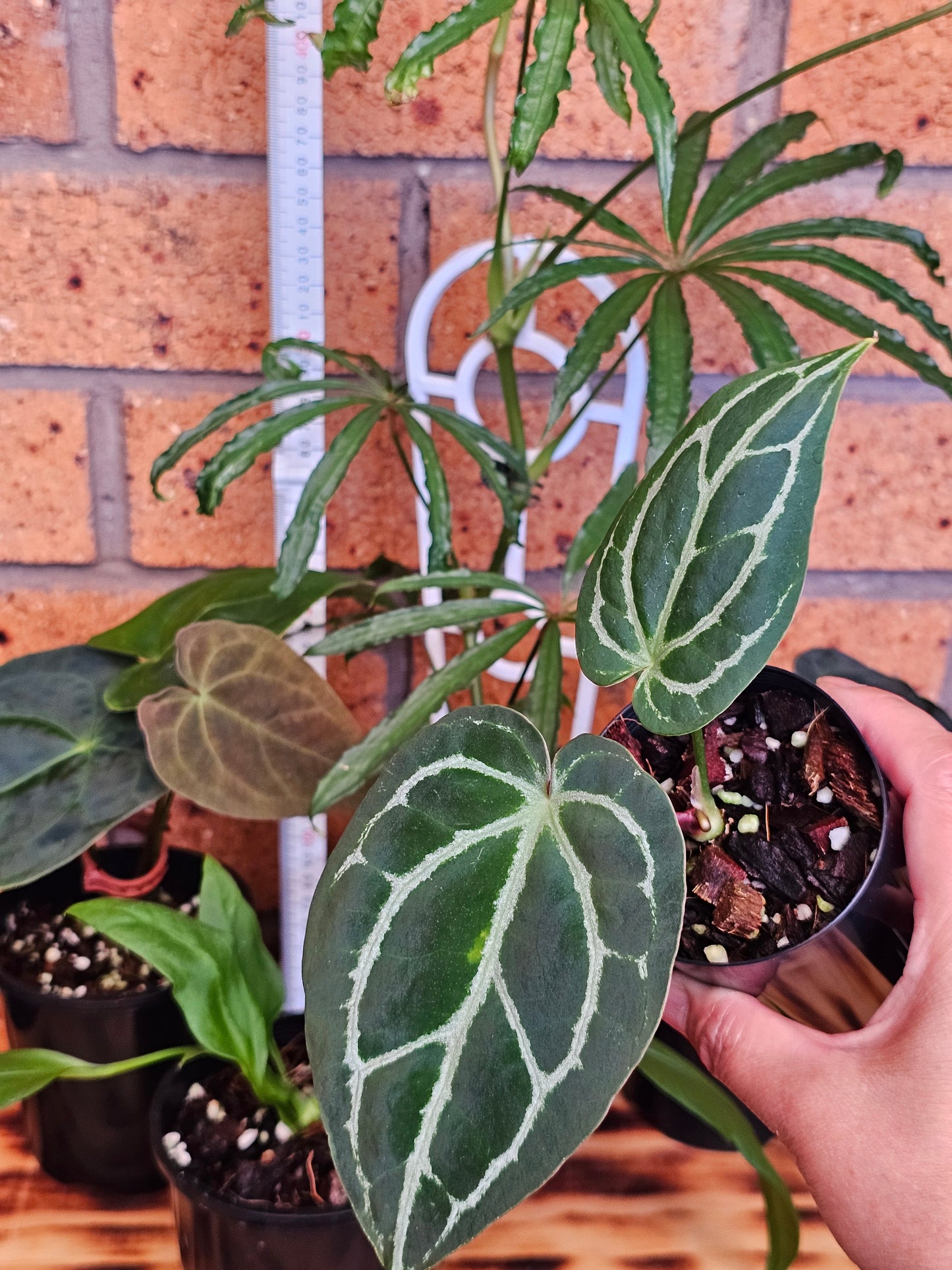 🪴 Anthurium Summer Bundle Pack 🪴 #1