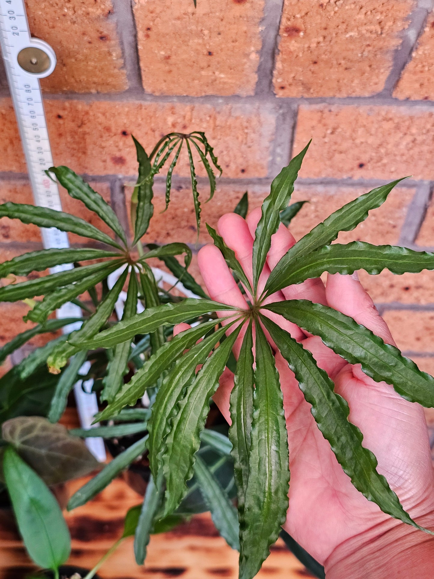 🪴 Anthurium Summer Bundle Pack 🪴 #1