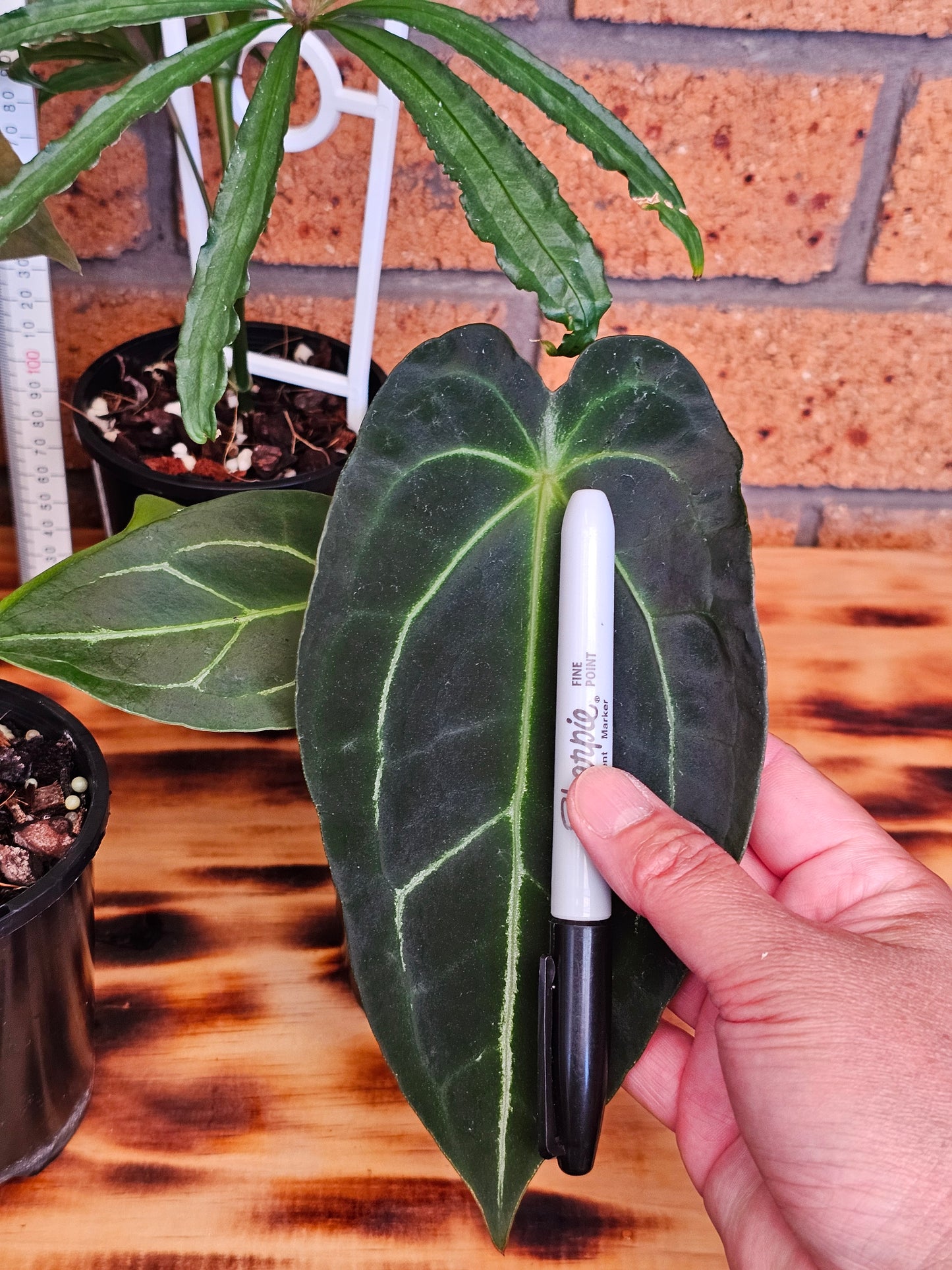 🪴 Anthurium Summer Bundle Pack 🪴 #1