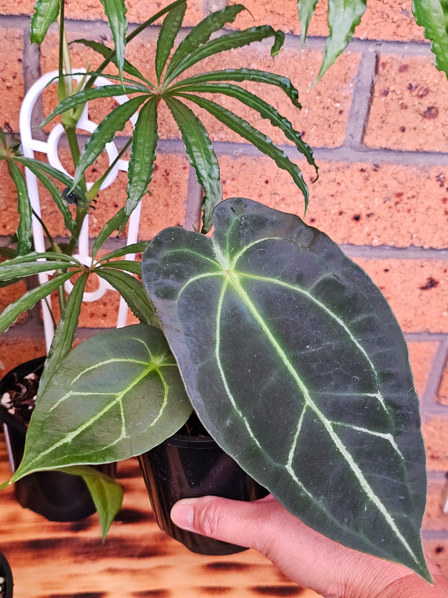 🪴 Anthurium Summer Bundle Pack 🪴 #1