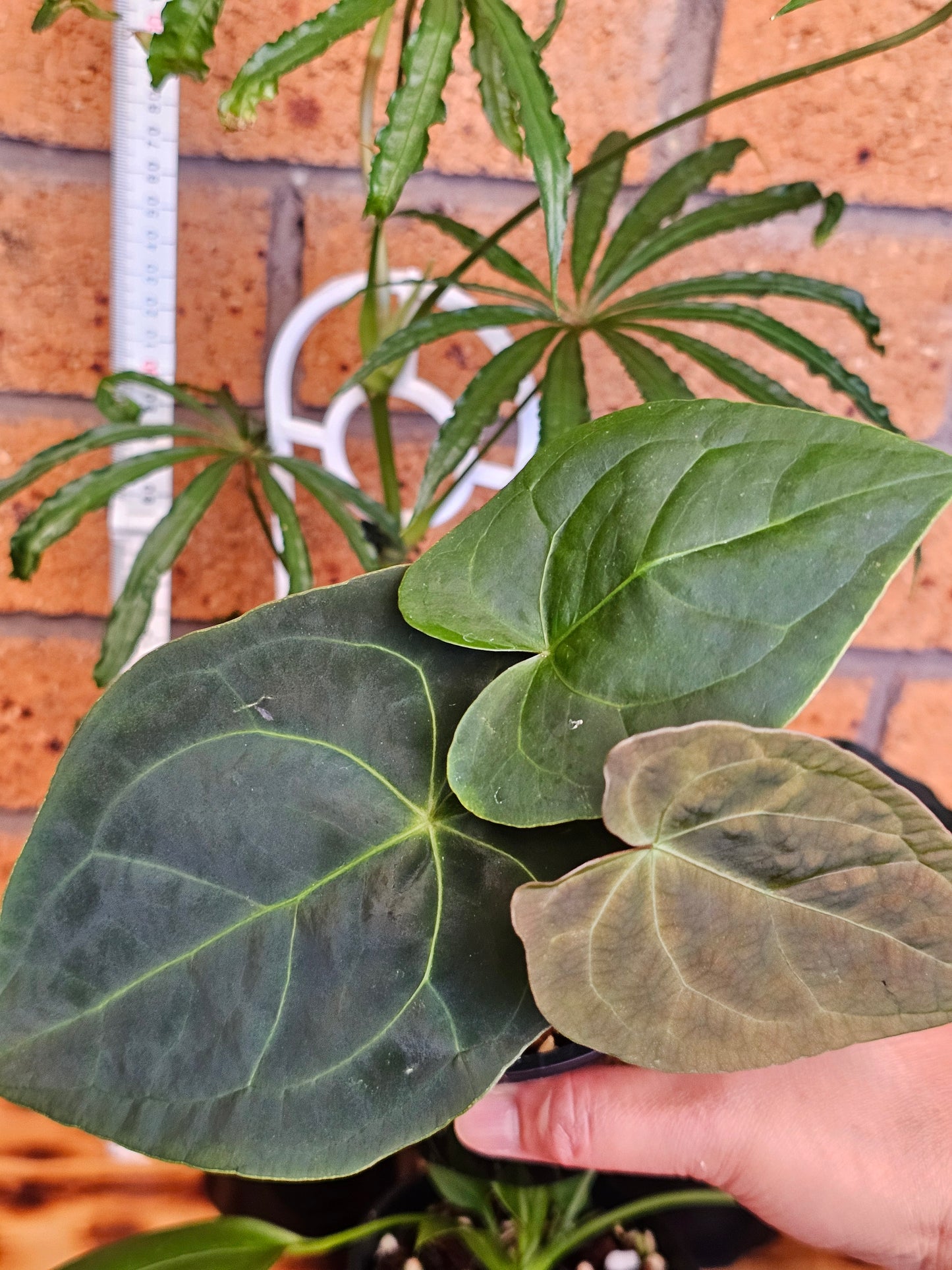 🪴 Anthurium Summer Bundle Pack 🪴 #1