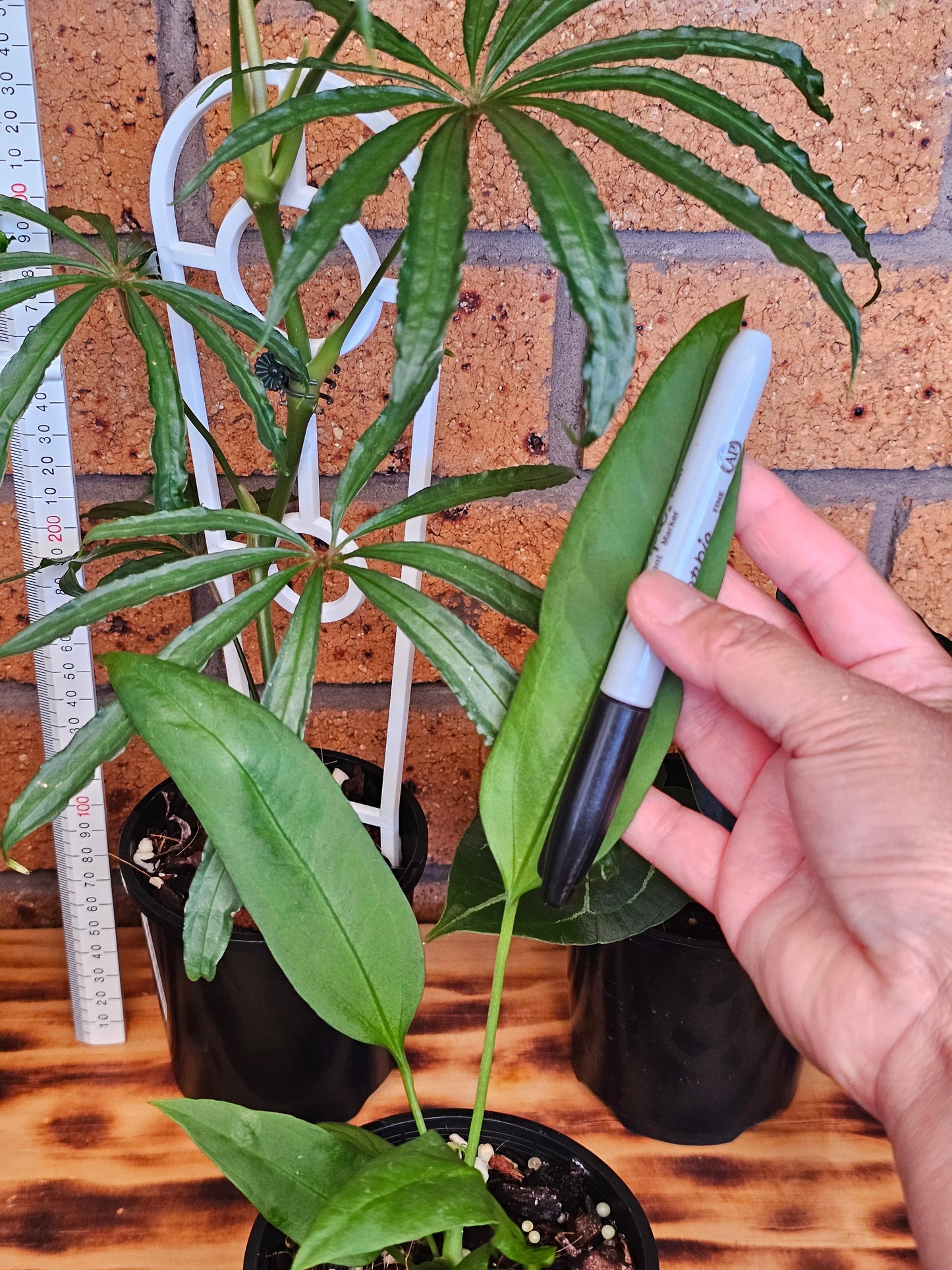 🪴 Anthurium Summer Bundle Pack 🪴 #1