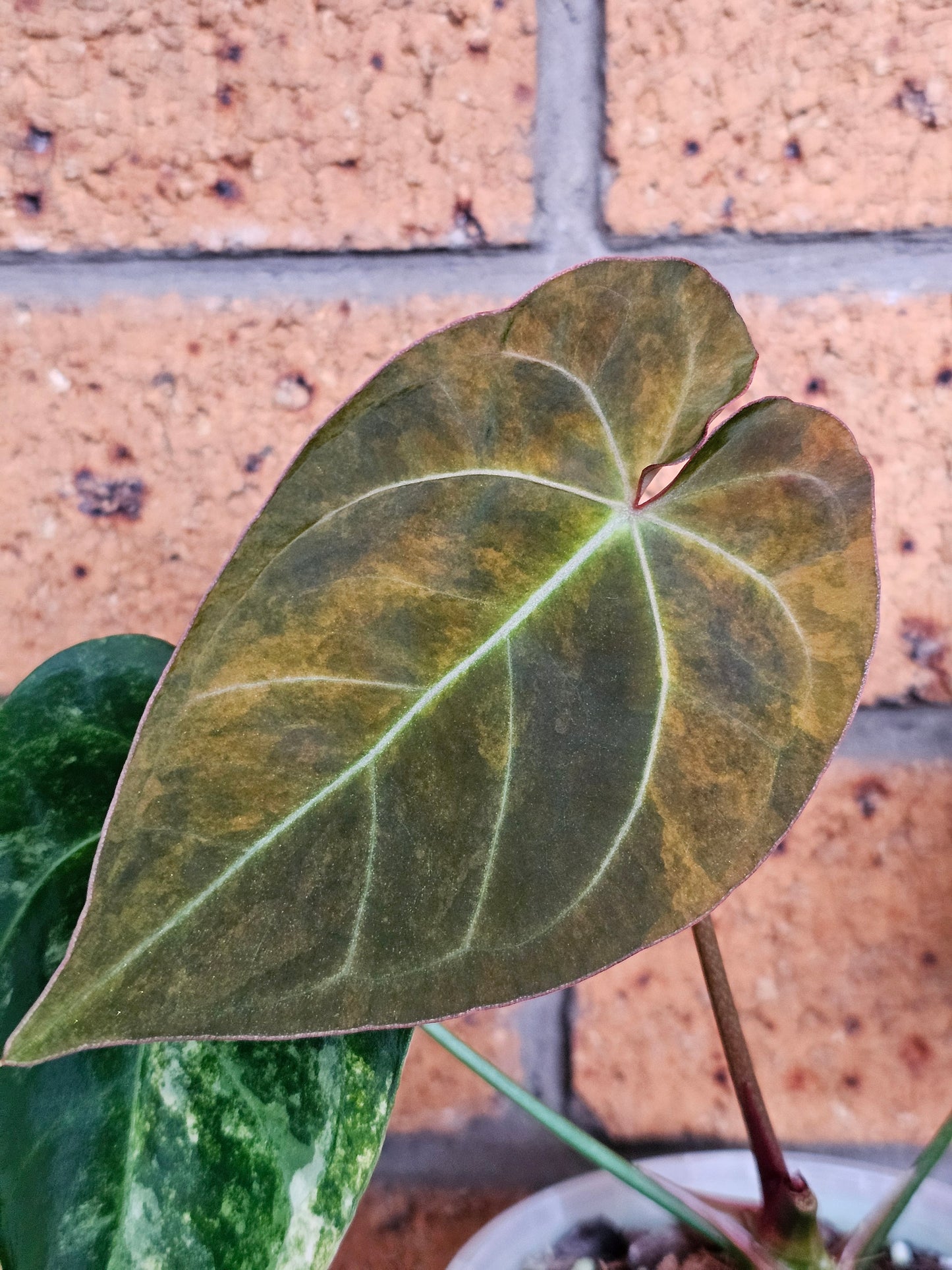 🪴💫 Variegated Anthurium forgetii x 💫🪴 #2