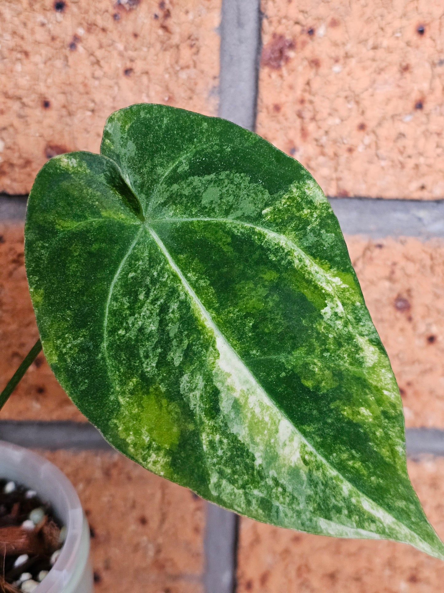 🪴💫 Variegated Anthurium forgetii x 💫🪴 #2