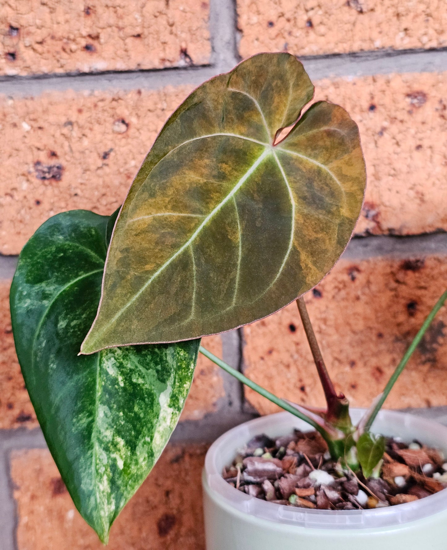 🪴💫 Variegated Anthurium forgetii x 💫🪴 #2
