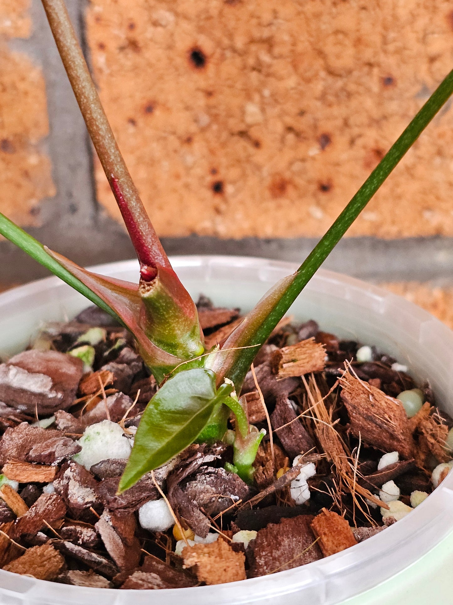 🪴💫 Variegated Anthurium forgetii x 💫🪴 #2
