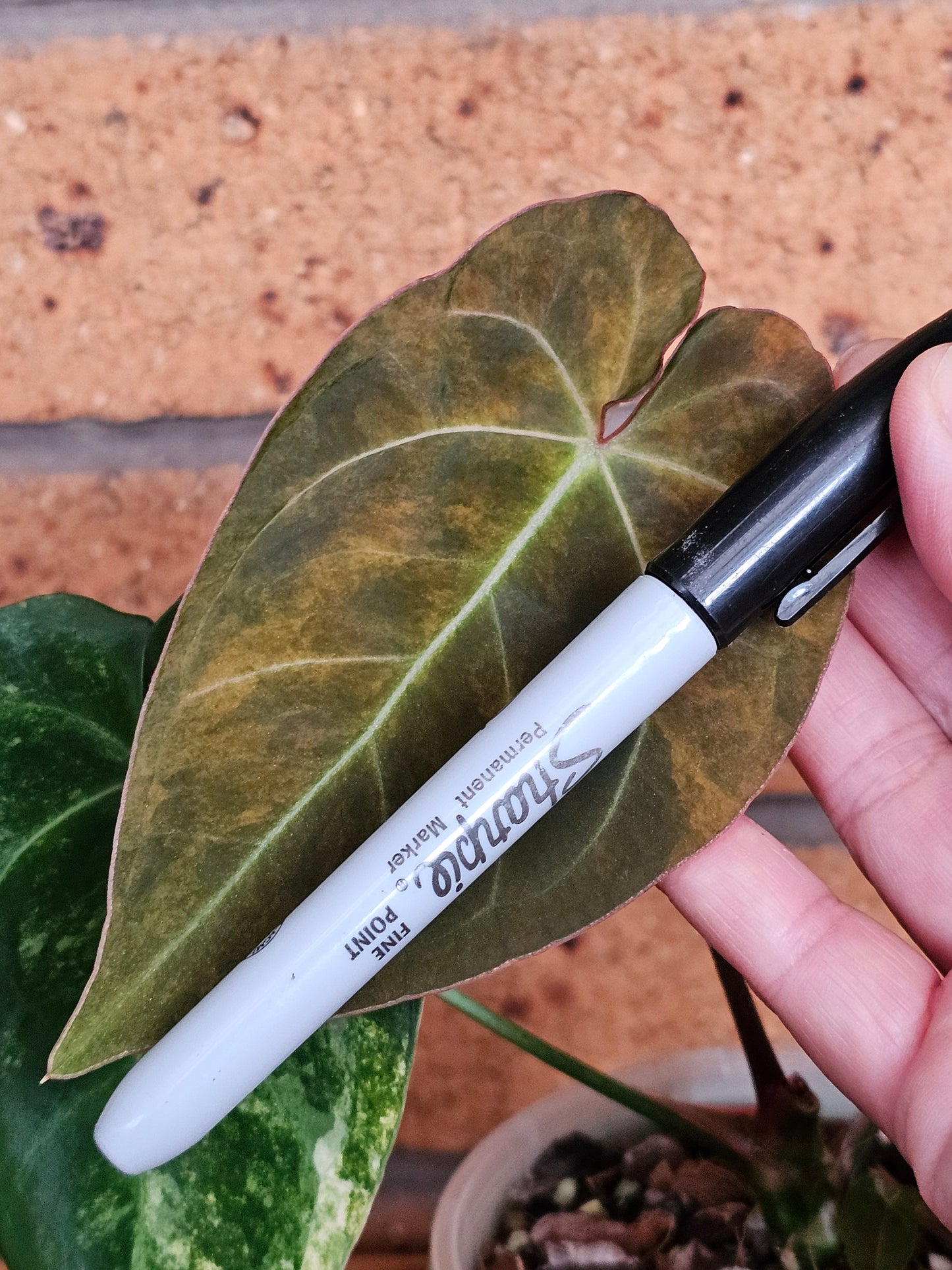 🪴💫 Variegated Anthurium forgetii x 💫🪴 #2