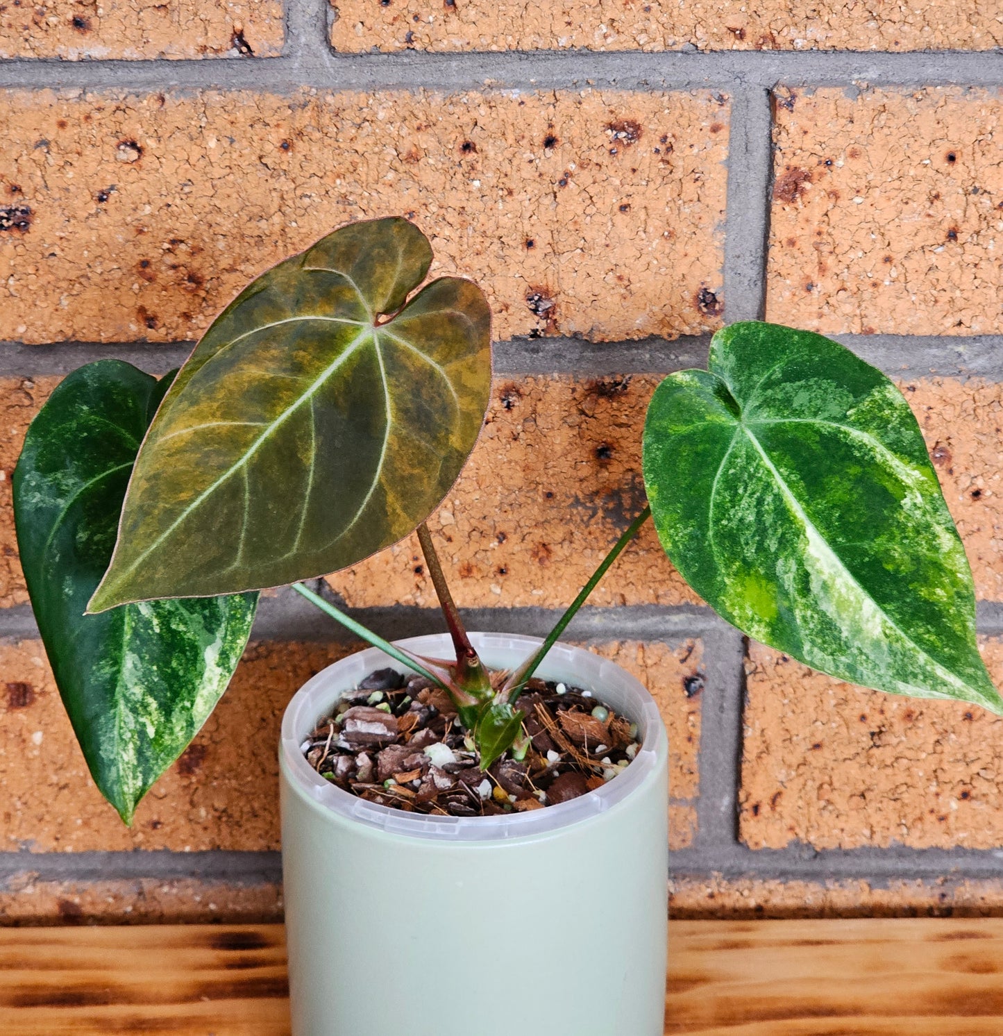 🪴💫 Variegated Anthurium forgetii x 💫🪴 #2