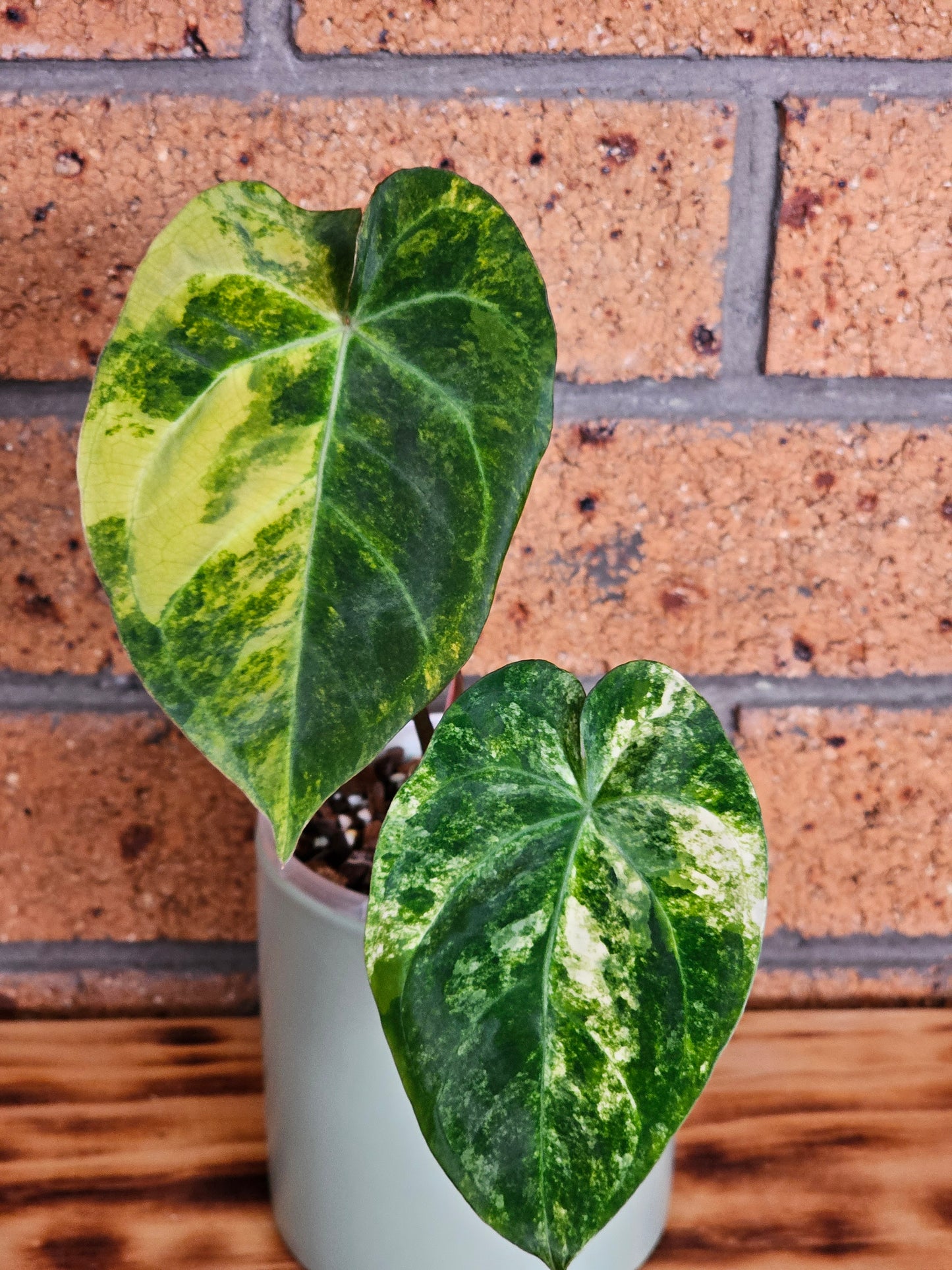 🪴💫Variegated Anthurium forgetii x 💫🪴 #3