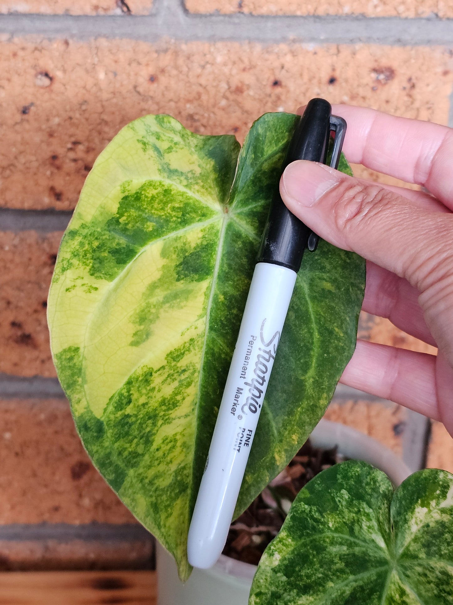 🪴💫Variegated Anthurium forgetii x 💫🪴 #3