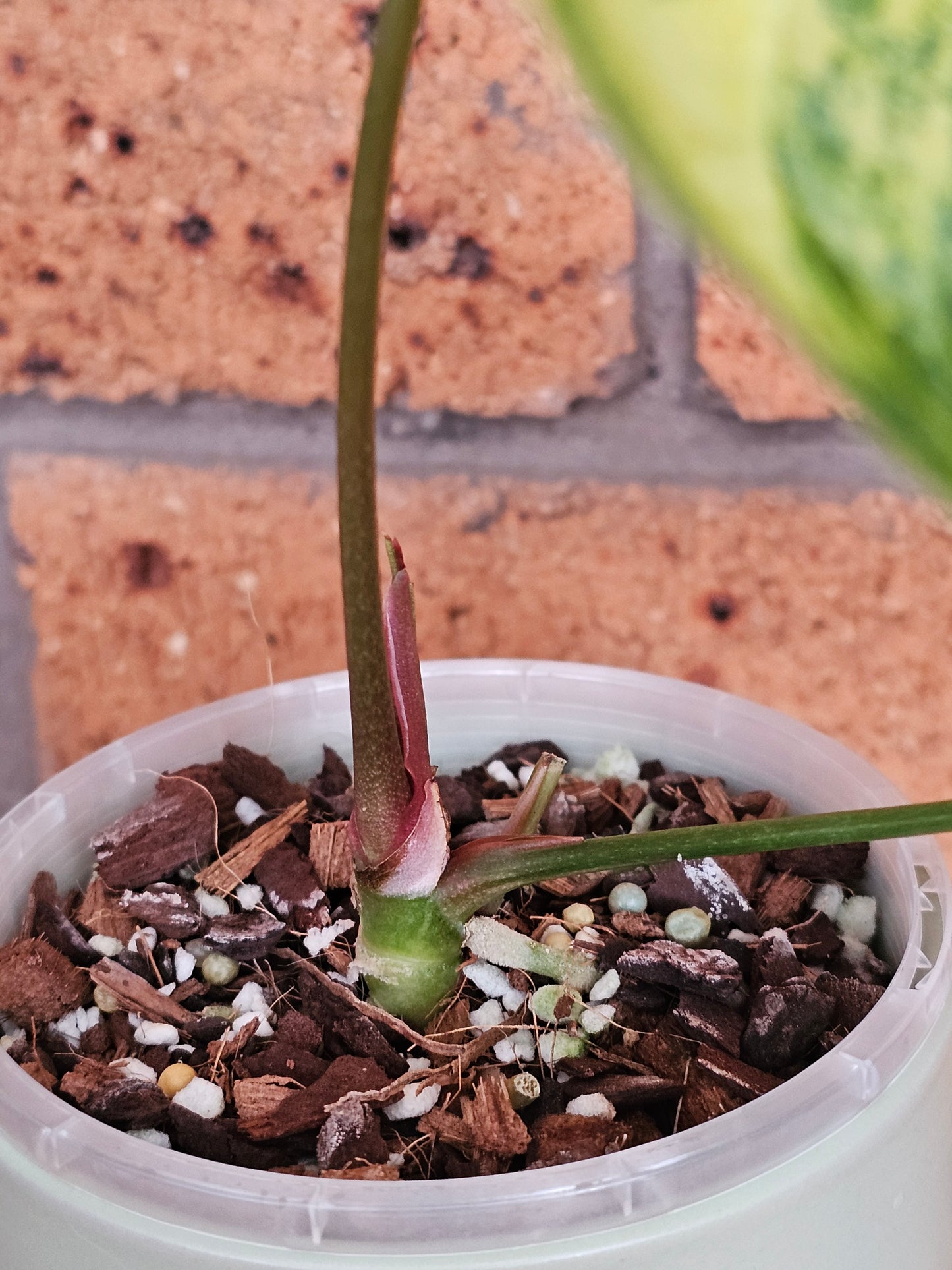 🪴💫Variegated Anthurium forgetii x 💫🪴 #3