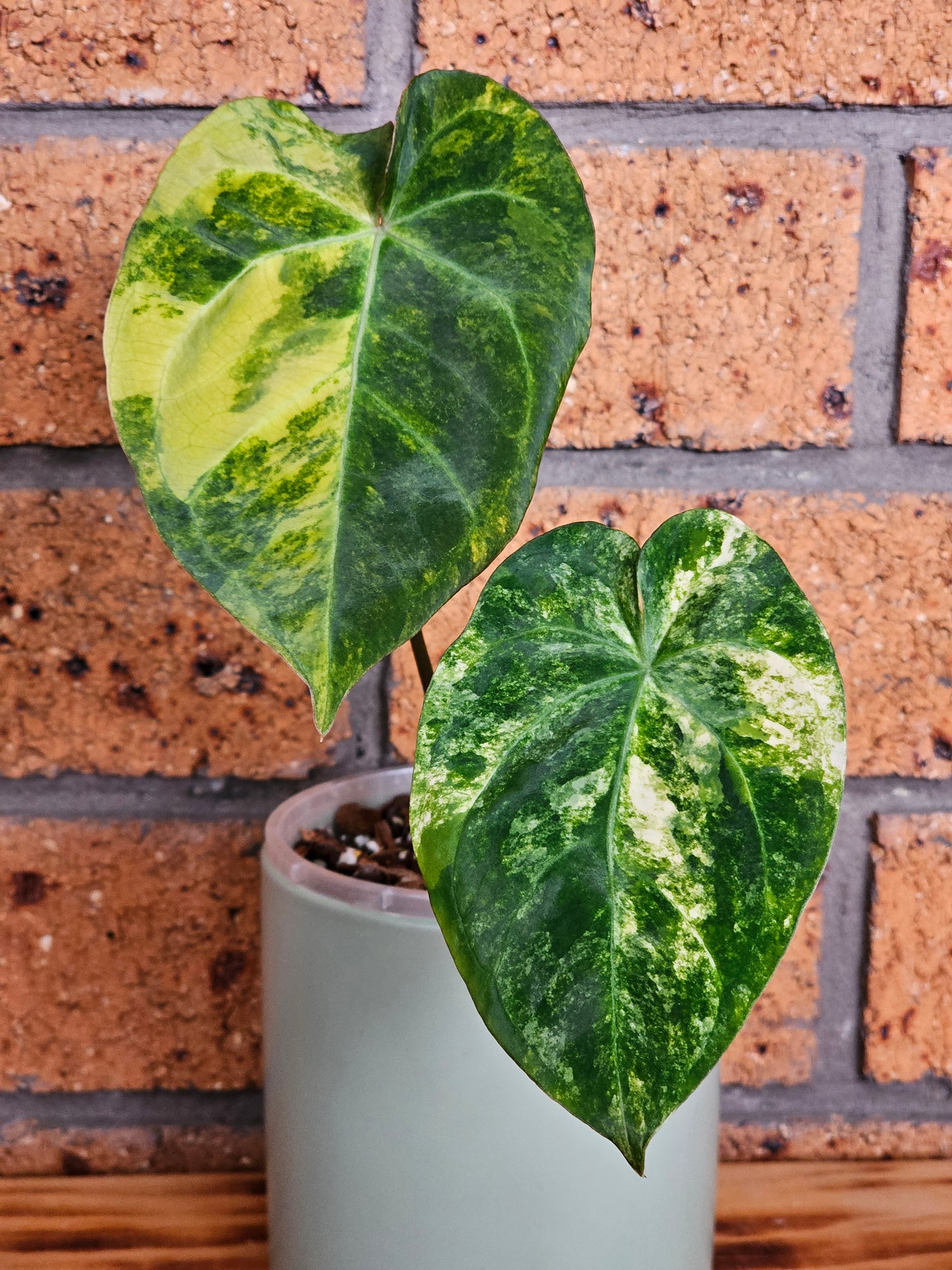 🪴💫Variegated Anthurium forgetii x 💫🪴 #3