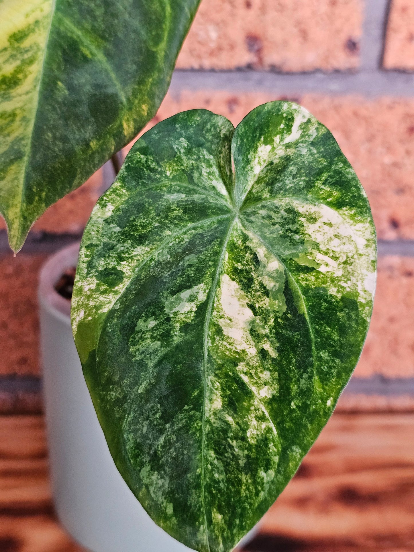 🪴💫Variegated Anthurium forgetii x 💫🪴 #3
