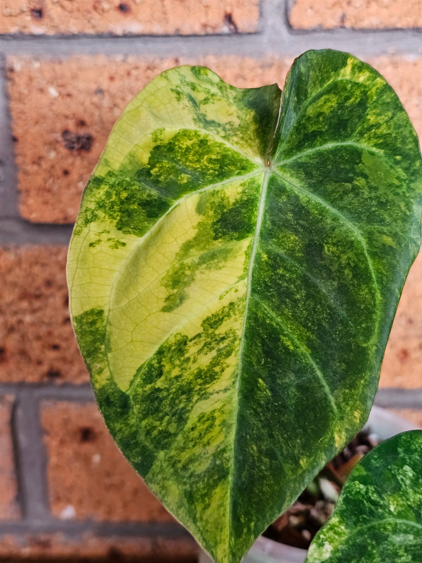 🪴💫Variegated Anthurium forgetii x 💫🪴 #3