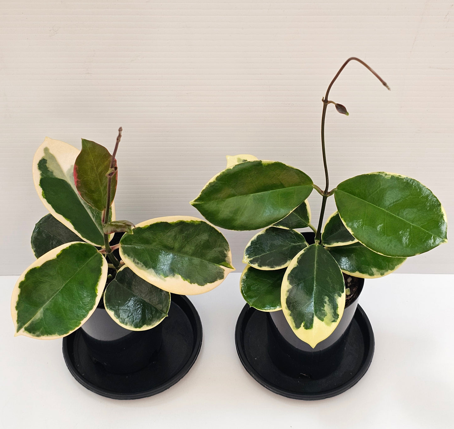 Hoya australis 'Outer Variegated' Blondie