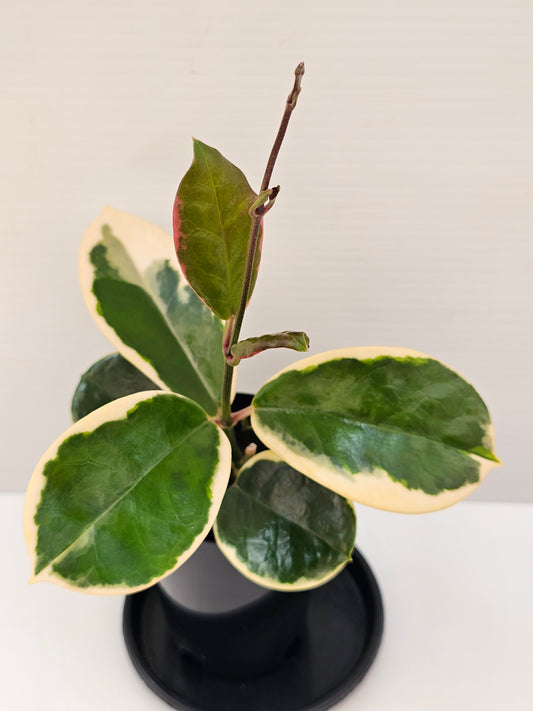 Hoya australis 'Outer Variegated' Blondie