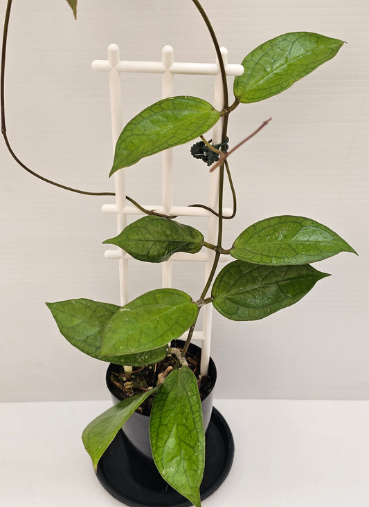 Hoya 'Tequila Sunrise'