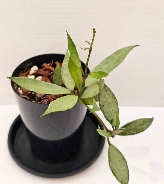 Hoya lacunosa  'Louisa's Silver'