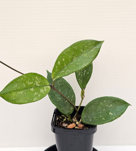 Hoya lai chau 'Splash'