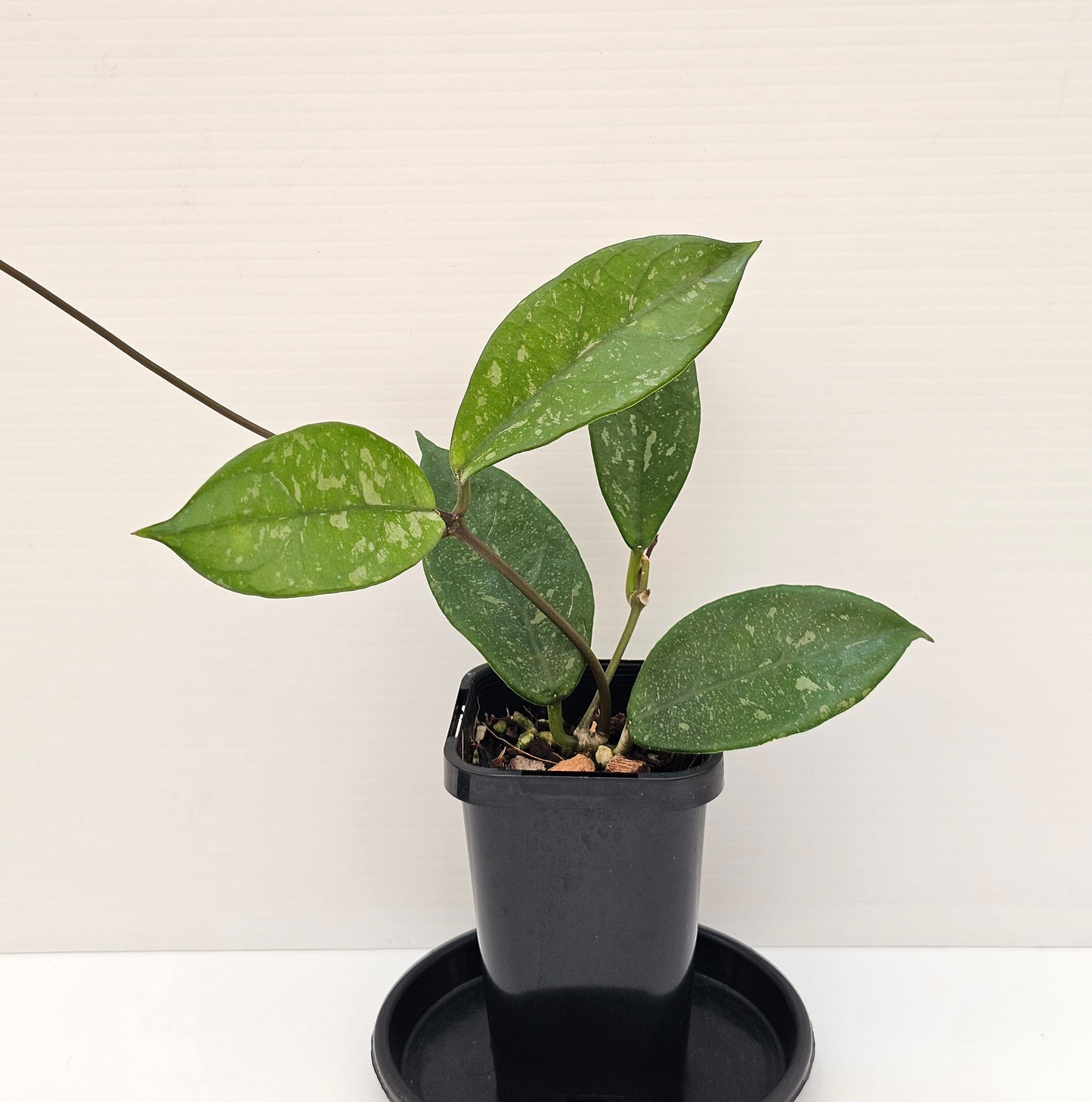 Hoya lai chau 'Splash'