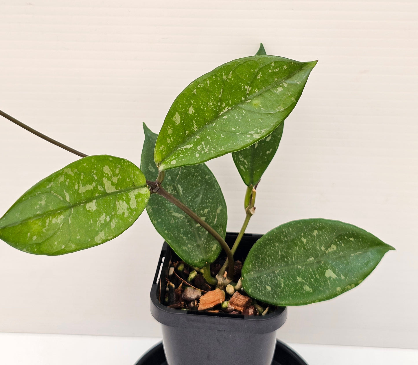 Hoya lai chau 'Splash'