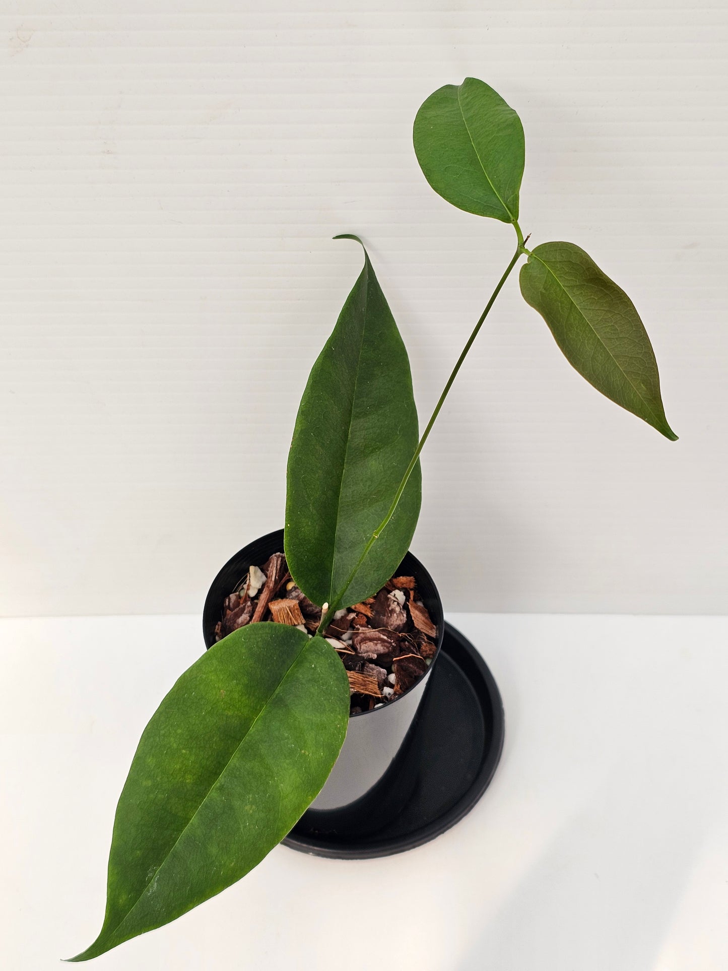 Hoya wallichii ssp. Tenebrosa (Rare)