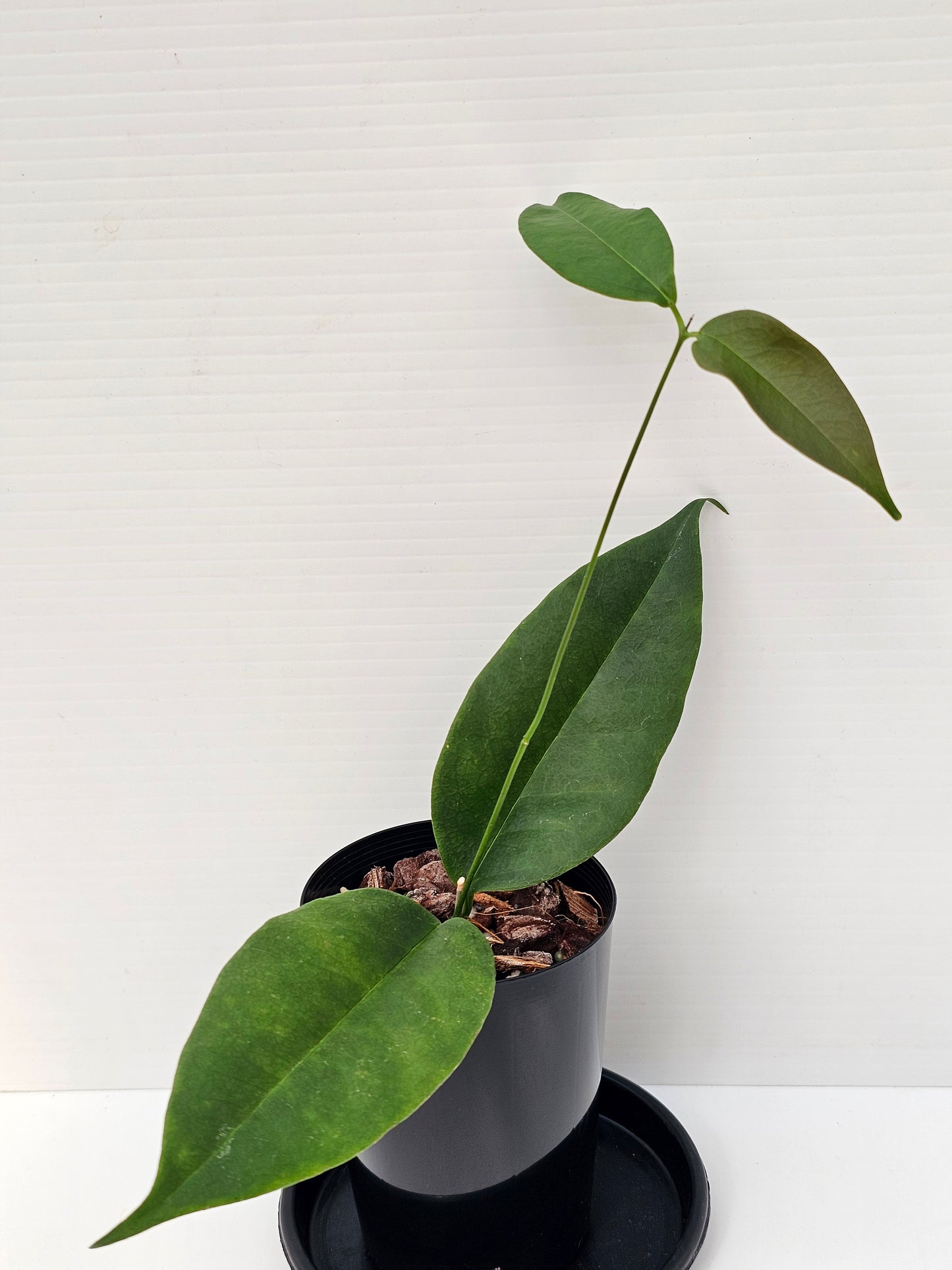 Hoya wallichii ssp. Tenebrosa (Rare)